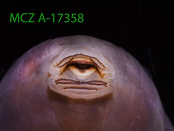 Media type: image;   Herpetology A-17358 Description: Specimen photo;  Aspect: toothrows